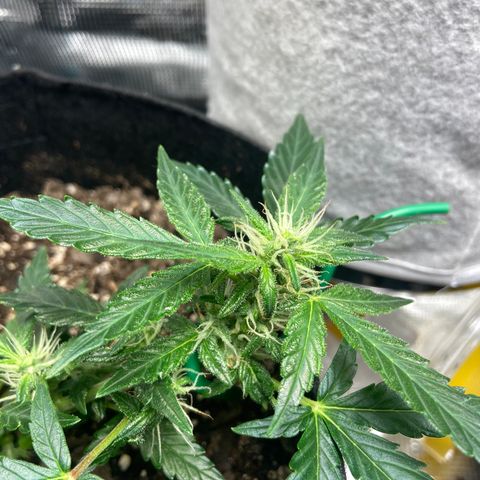 Green Crack growlog timeline photo