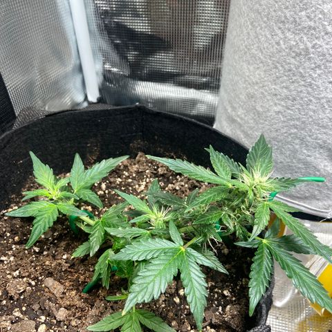 Green Crack growlog timeline photo