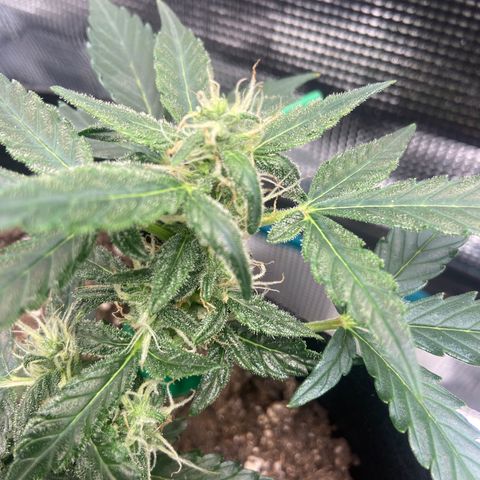 Green Crack growlog timeline photo