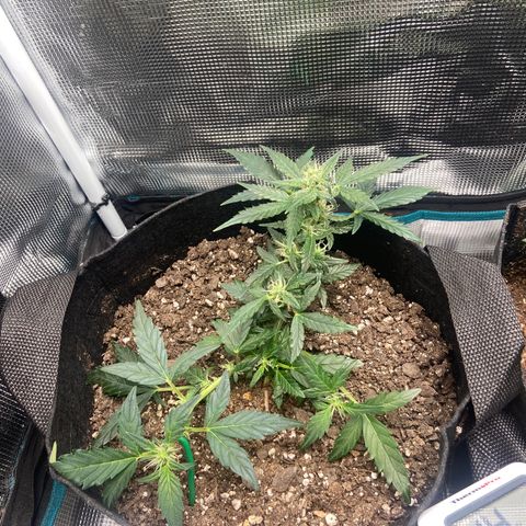 Green Crack growlog timeline photo