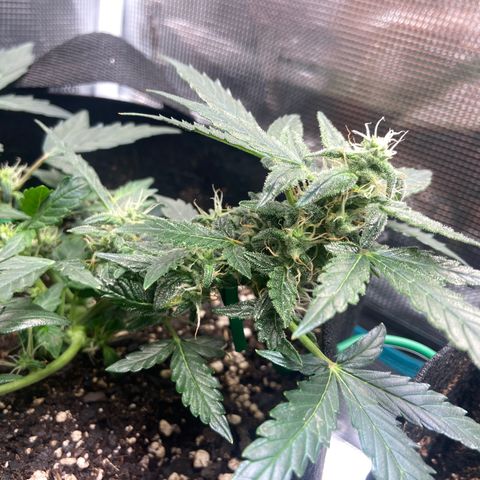 Green Crack growlog timeline photo