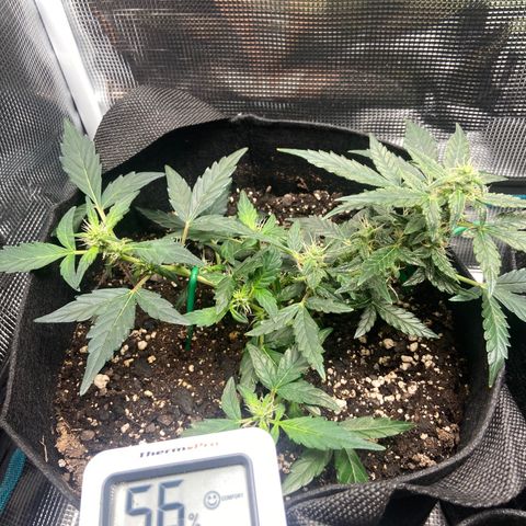 Green Crack growlog timeline photo