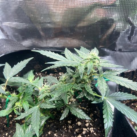 Green Crack growlog timeline photo