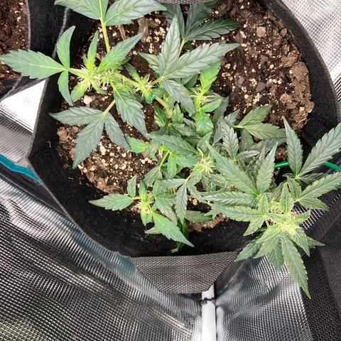 Green Crack growlog timeline photo