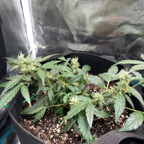Green Crack growlog timeline photo