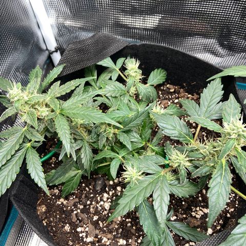 Green Crack growlog timeline photo