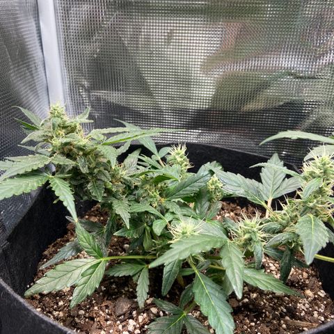 Green Crack growlog timeline photo