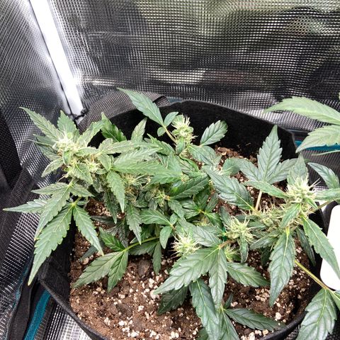 Green Crack growlog timeline photo