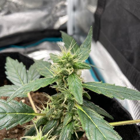 Green Crack growlog timeline photo
