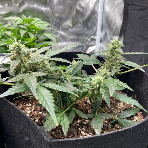 Green Crack growlog timeline photo
