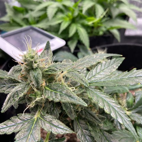 Green Crack growlog timeline photo