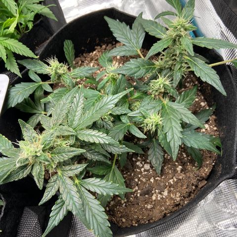 Green Crack growlog timeline photo