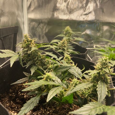 Green Crack growlog timeline photo
