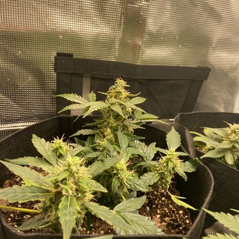 Green Crack growlog timeline photo