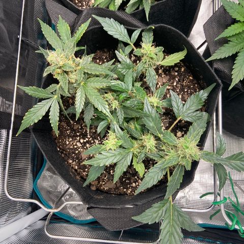 Green Crack growlog timeline photo