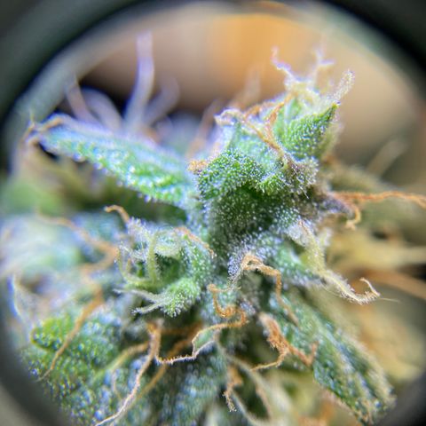 Green Crack growlog timeline photo