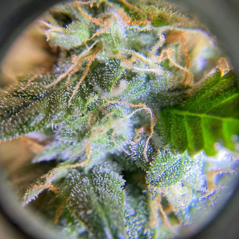 Green Crack growlog timeline photo