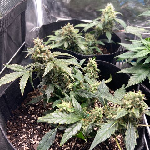 Green Crack growlog timeline photo