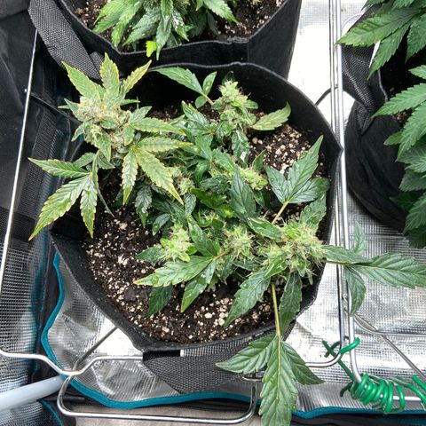 Green Crack growlog timeline photo
