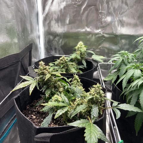 Green Crack growlog timeline photo