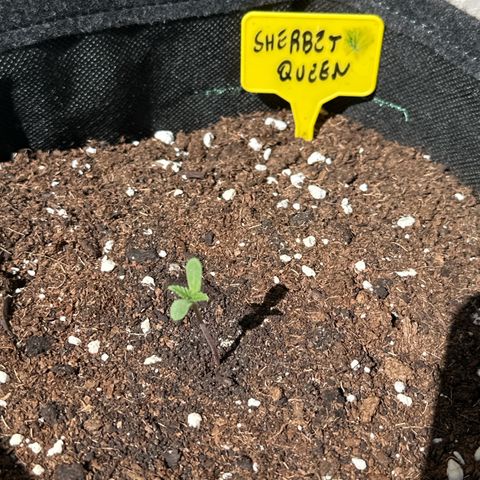 Sherbet Queen Automatic growlog timeline photo