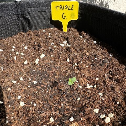 Triple G Automatic growlog timeline photo