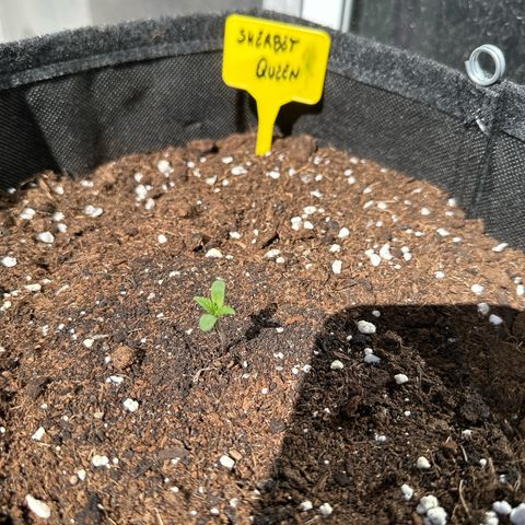 Sherbet Queen Automatic growlog timeline photo