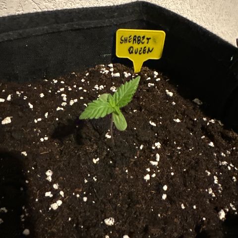 Sherbet Queen Automatic growlog timeline photo