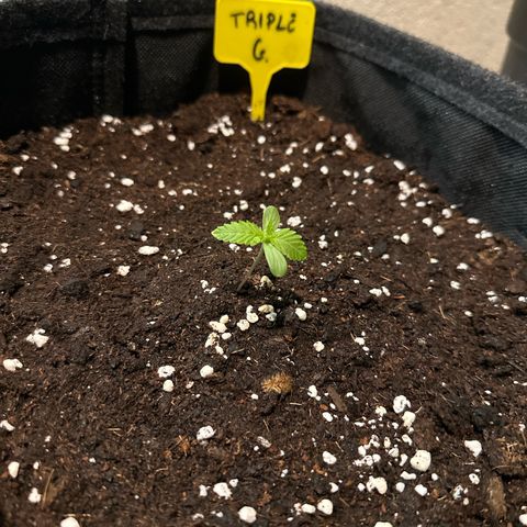 Triple G Automatic growlog timeline photo
