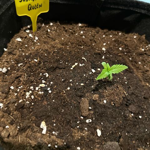 Sherbet Queen Automatic growlog timeline photo