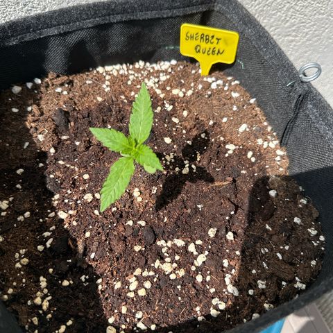 Sherbet Queen Automatic growlog timeline photo