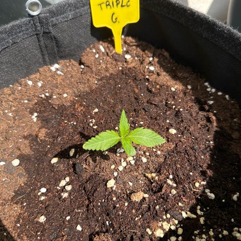 Triple G Automatic growlog timeline photo
