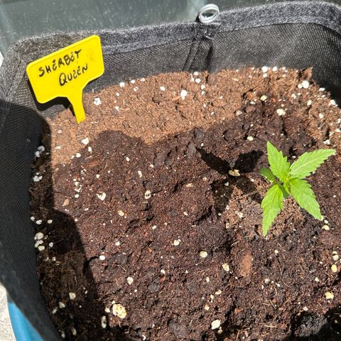 Sherbet Queen Automatic growlog timeline photo