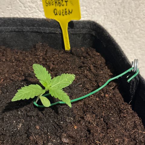 Sherbet Queen Automatic growlog timeline photo