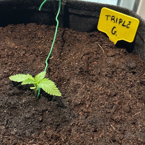 Triple G Automatic growlog timeline photo