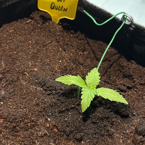 Sherbet Queen Automatic growlog timeline photo