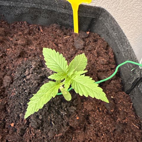 Sherbet Queen Automatic growlog timeline photo