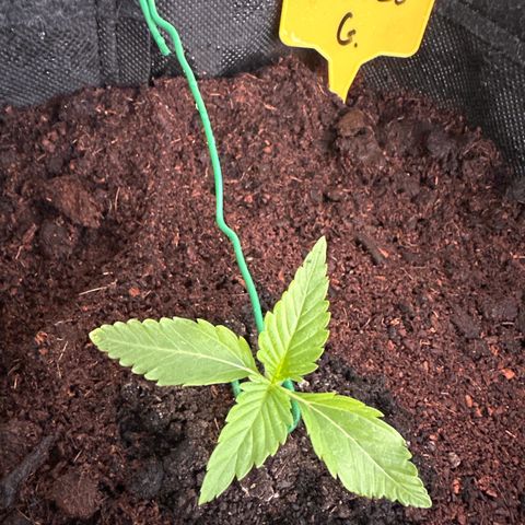 Triple G Automatic growlog timeline photo