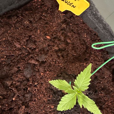 Sherbet Queen Automatic growlog timeline photo