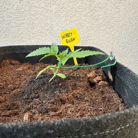 Sherbet Queen Automatic growlog timeline photo