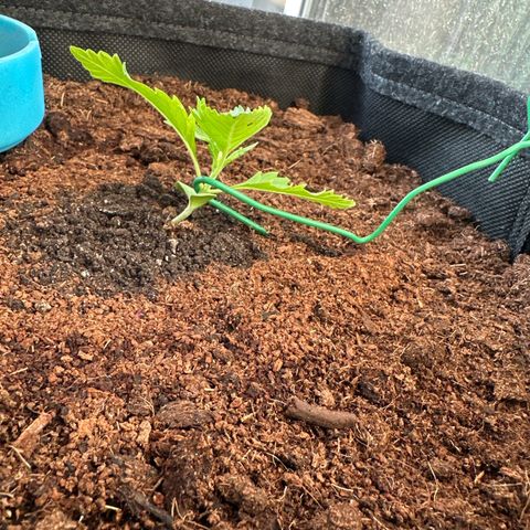 Triple G Automatic growlog timeline photo