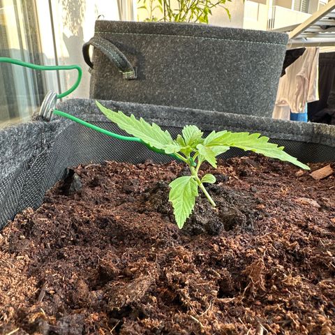 Sherbet Queen Automatic growlog timeline photo