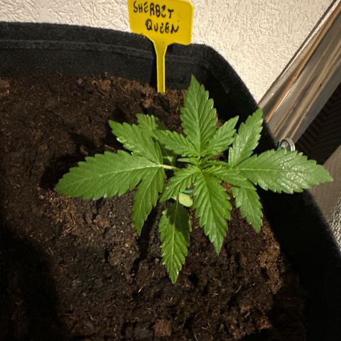 Sherbet Queen Automatic growlog timeline photo
