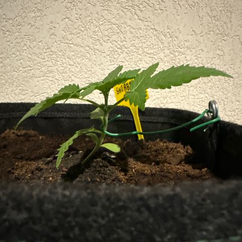 Sherbet Queen Automatic growlog timeline photo