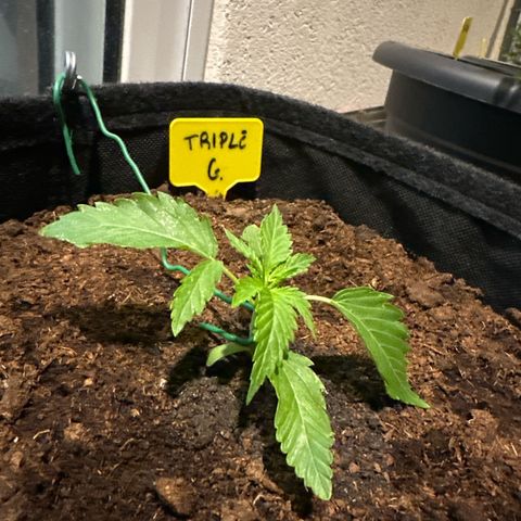 Triple G Automatic growlog timeline photo