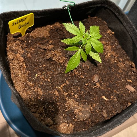 Sherbet Queen Automatic growlog timeline photo