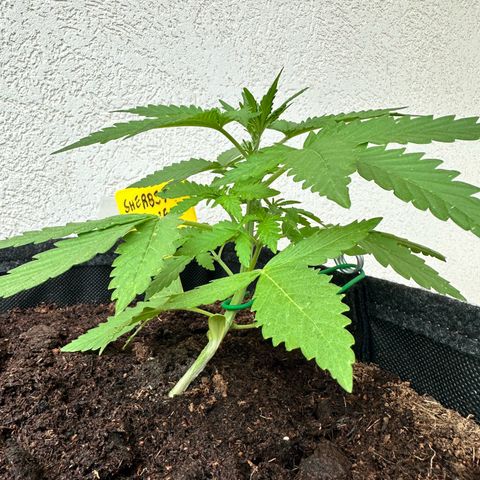 Sherbet Queen Automatic growlog timeline photo
