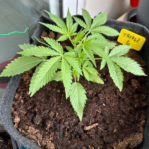 Triple G Automatic growlog timeline photo