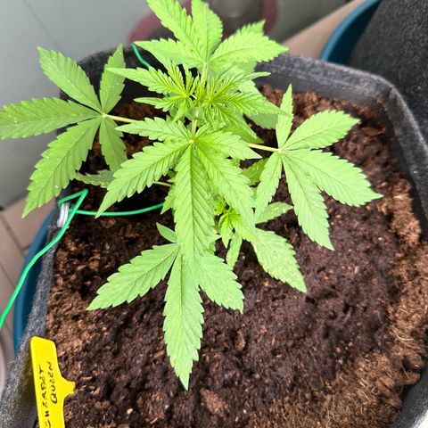 Sherbet Queen Automatic growlog timeline photo