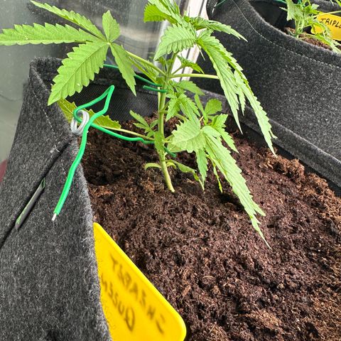 Sherbet Queen Automatic growlog timeline photo